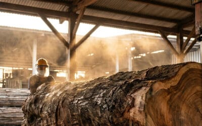 What Happens to Singapore’s Fallen Trees?